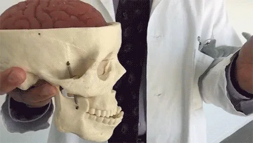 The brain suspended inside the skull